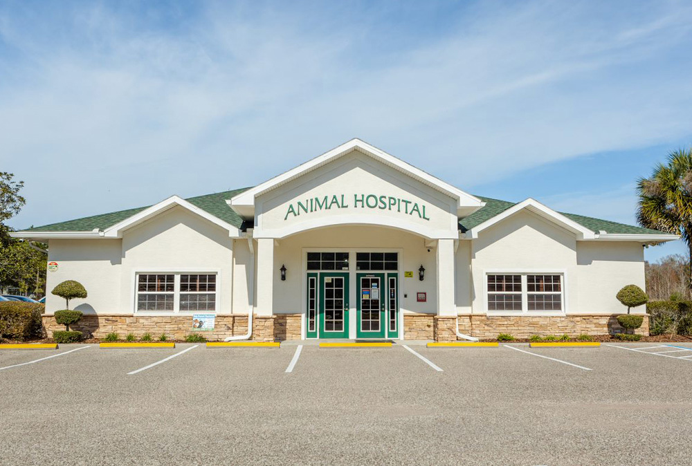 animal hospital of fort lauderdale