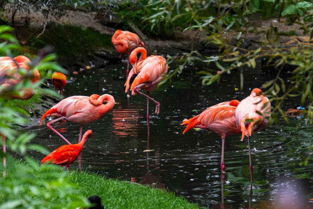 Discover the Best Zoo in Fort Lauderdale DOTOLI Group