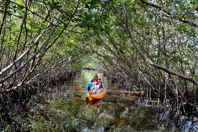 Mangrove Tunnel Kayak Eco Tour