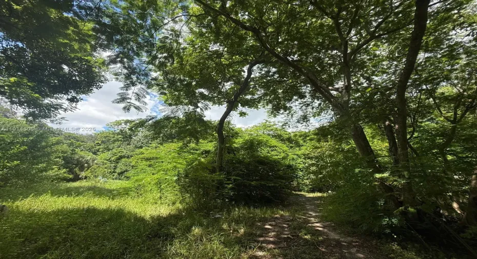 Guanacaste Trees
