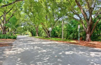 Tree Lined Mariposa Ave