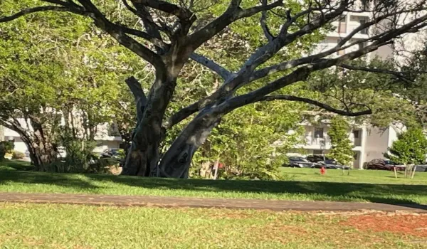 Fun park across the street