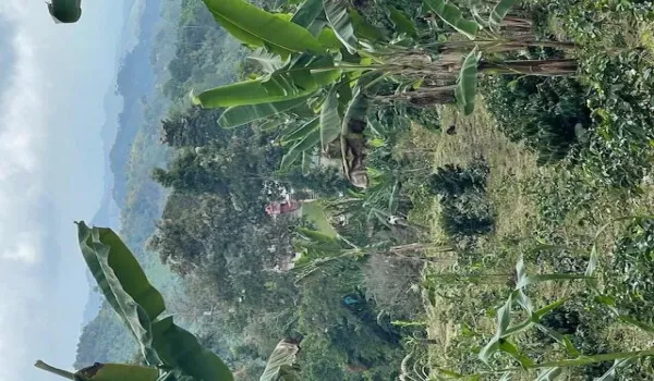 Finca view