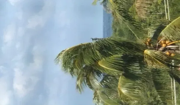 Ocean View
