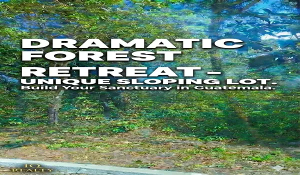 Dramatic Forest