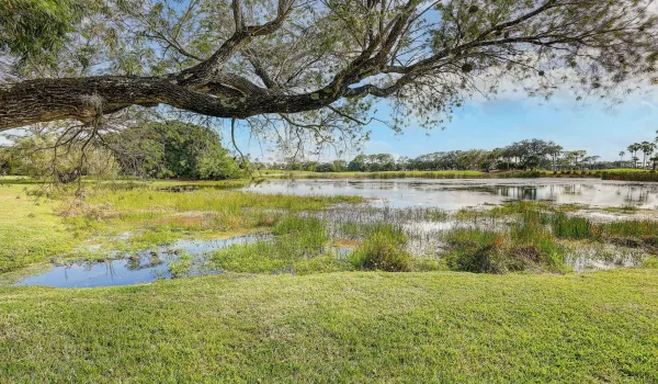 Pond Views