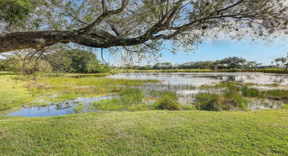 Pond Views