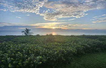 Morning view