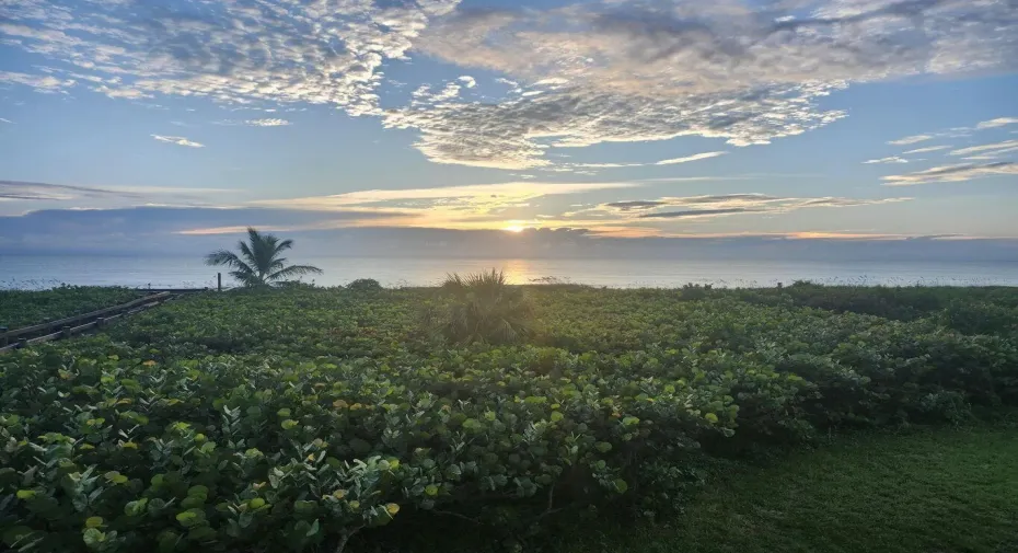 Morning view