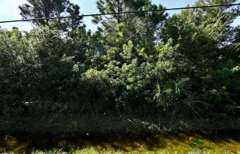 palmetto