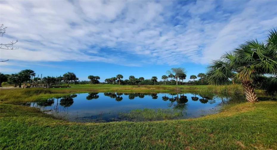 freshwater pond