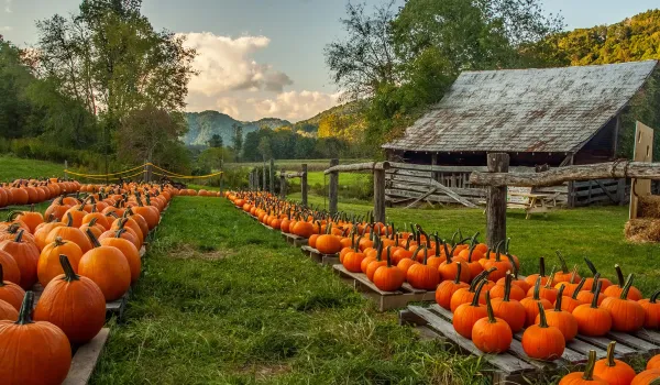 20251026_OHR.PumpkinFarm_EN-US3773448576