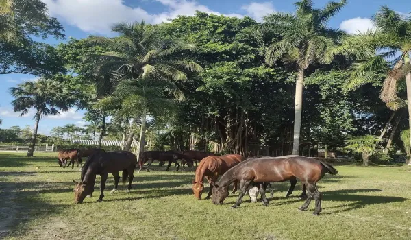 1100 horses under banyan tree oct 2021