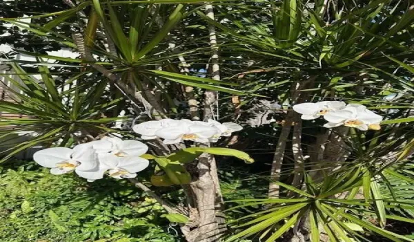 Orchids