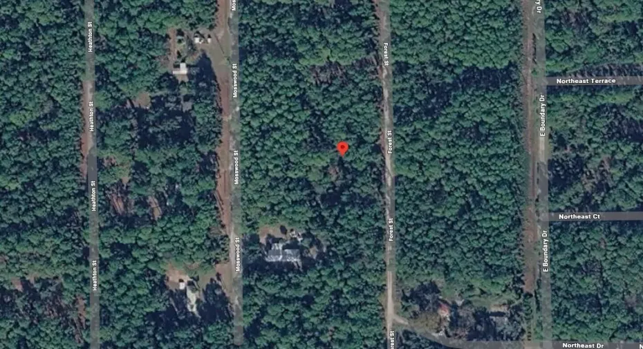 FOREST