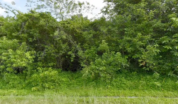 AA