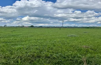 Pasture