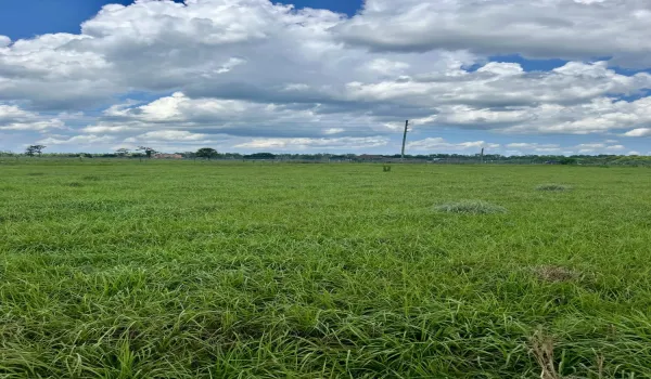 Pasture