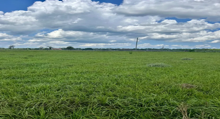 Pasture