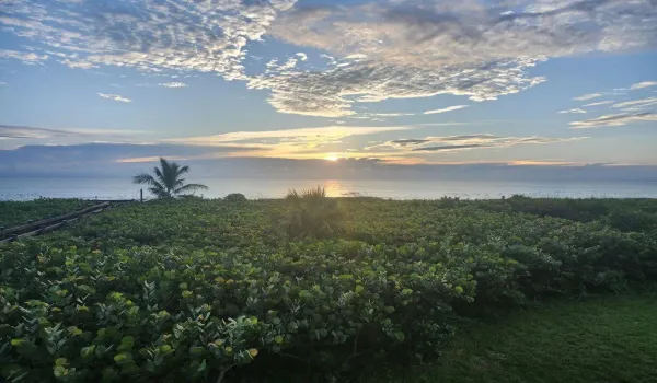 Morning view