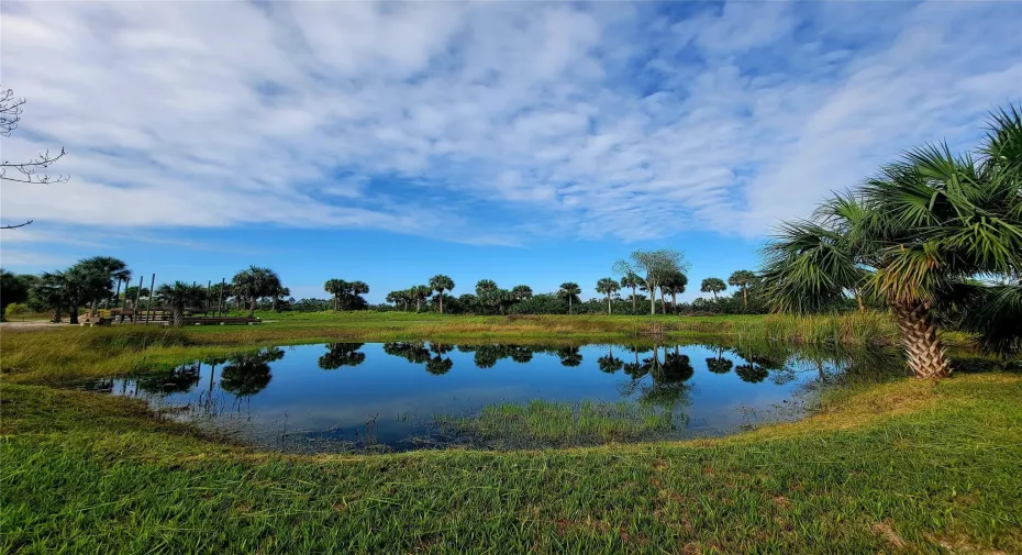 freshwater pond
