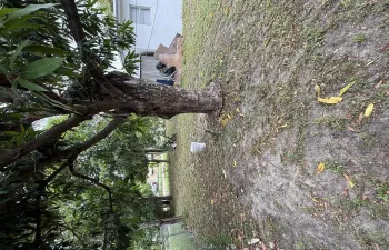 Back Yard 2
