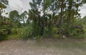 PALOMINO1