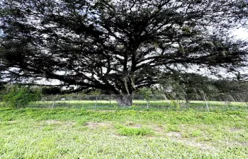 IMG_2455