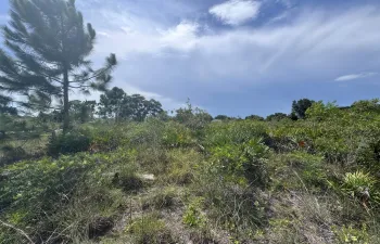 Expansive natural landscape featuring native vegetation and mature trees
