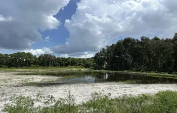 Pond option & potential