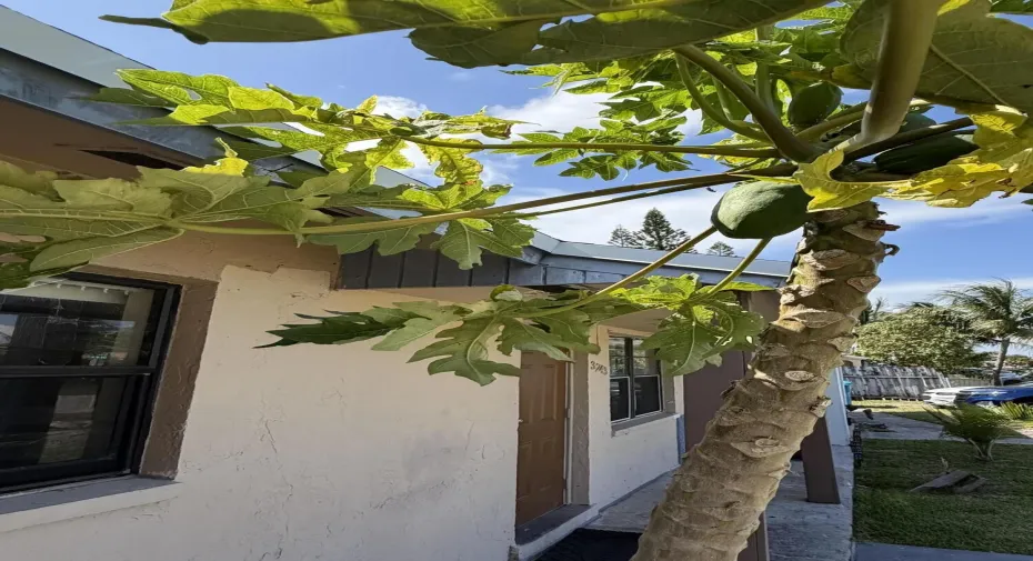 Papaya Tree
