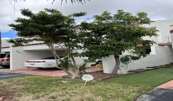 `Avacado Tree
