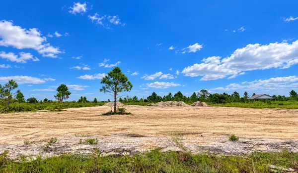 Sunny Cleared Lot with Pine Trees
