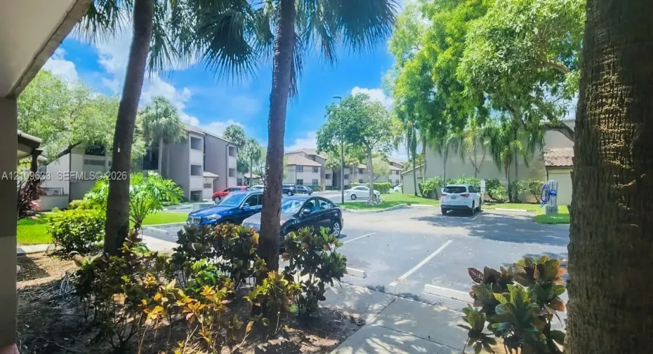 Asphalt parking area featuring mature palm trees and landscaped shrubbery