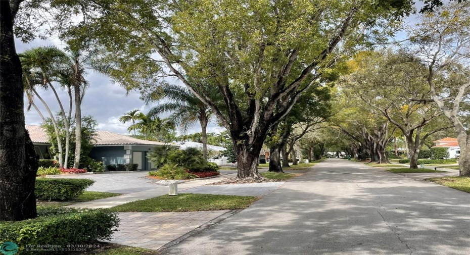 Lovely tree-lined street