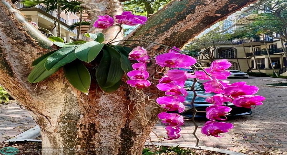 Orchid display throughout grounds