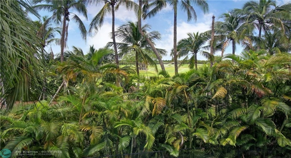 lush tropical palmtrees
