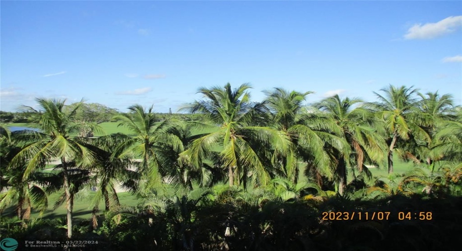 tropical palm trees facing north to Hollywood FL