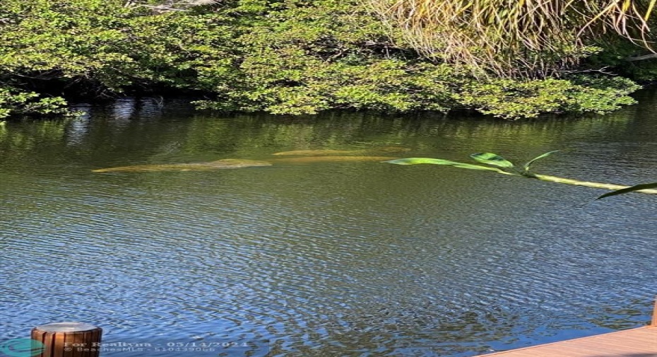 Manatees swimming by