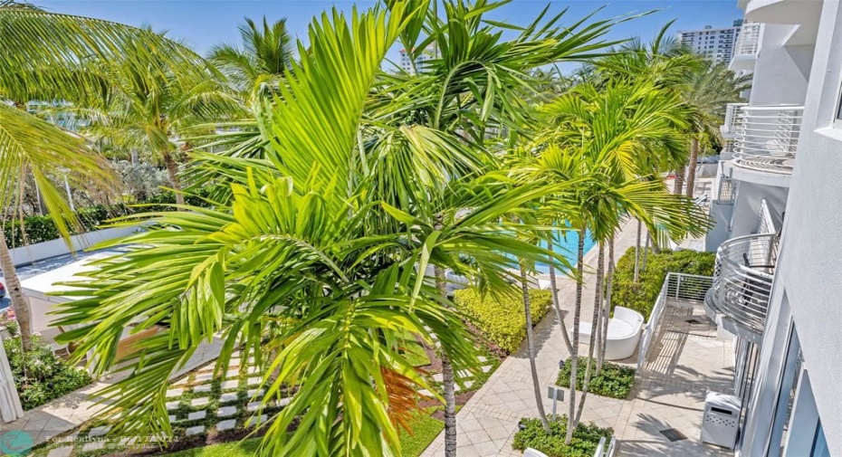 Swaying Palms Provide Beauty and Privacy