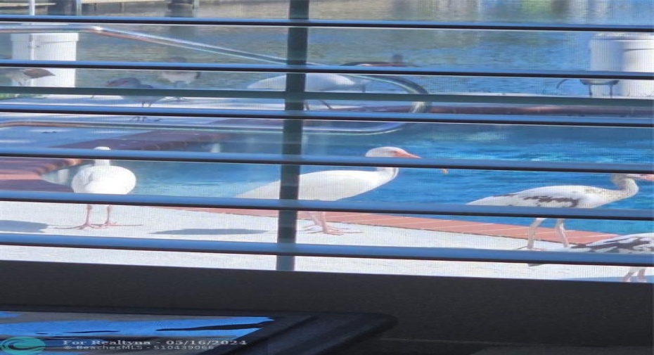 Wild Life around the Pool looking from the Office or Bed Room No. 3