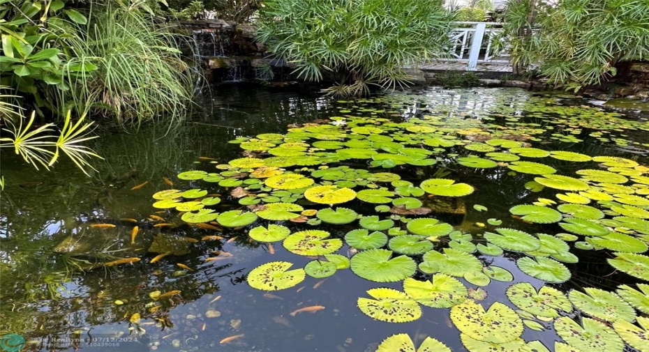 Koi Serenity Pond