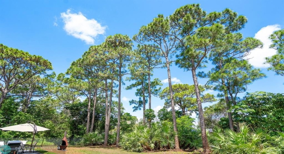 Beautiful Tall Pine Trees for shade and privacy