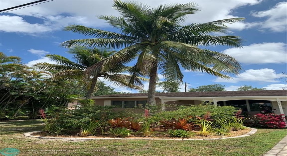 Large Bromeliad Island in Front Yard with Incredible Coconut Palms! Tons of Coconuts!