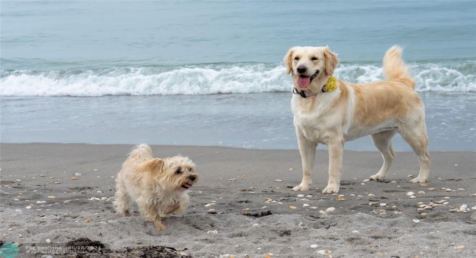 Pet friendly beach