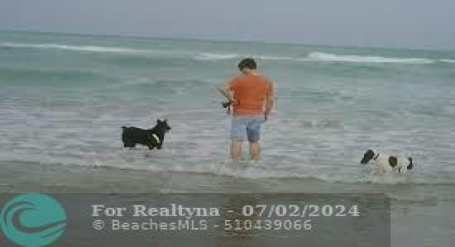 Ft. Lauderdale Dog Friendly Beaches