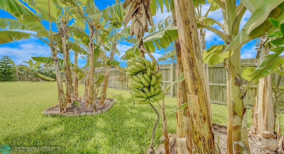 Banana trees galore