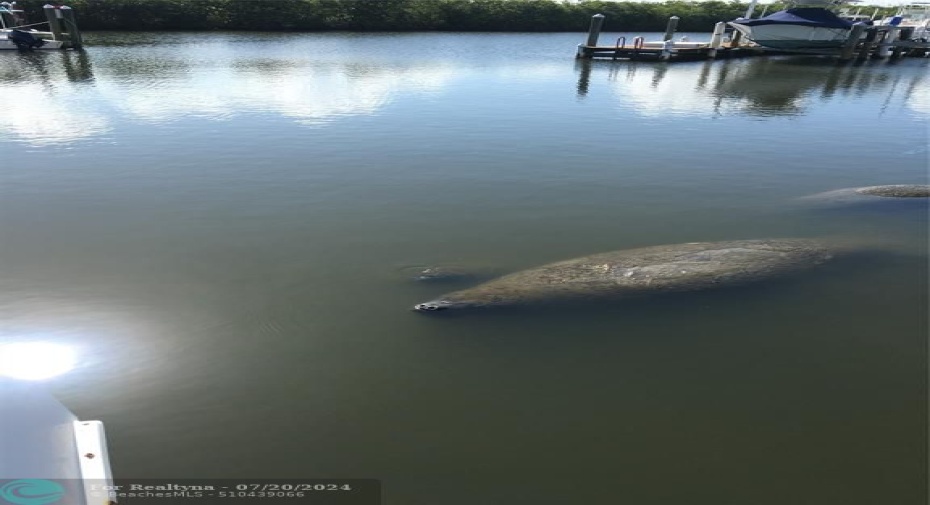 Manatee sited at Marina