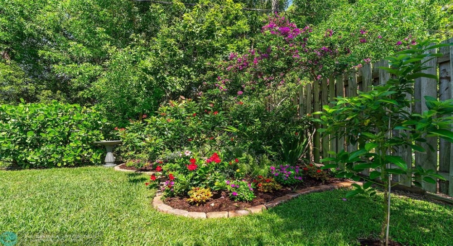 Roses, iris, bougainvillea and more.. Plus 2 avocado trees