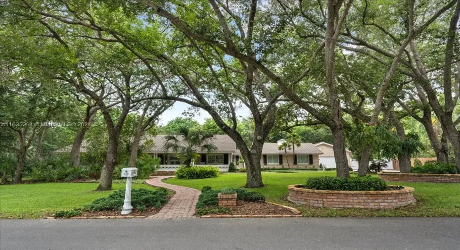 Beautiful mature oak trees